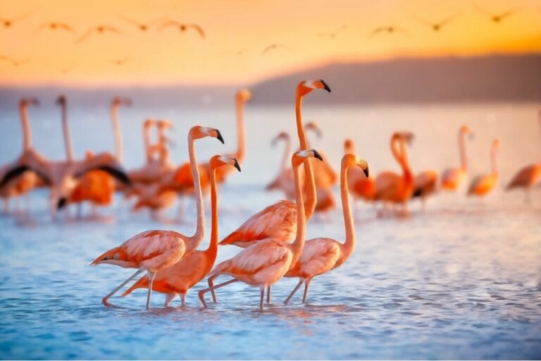 Waarom zijn flamingo's roze?