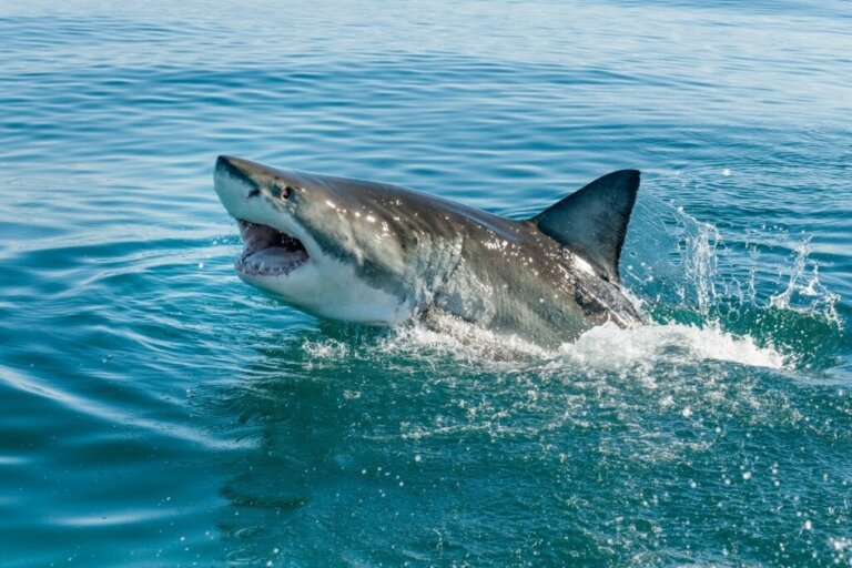 10 curiositeiten over haaien