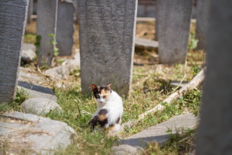 12 tekenen dat een kat gaat sterven
