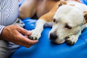 Verschillen tussen artritis en osteoartritis bij honden