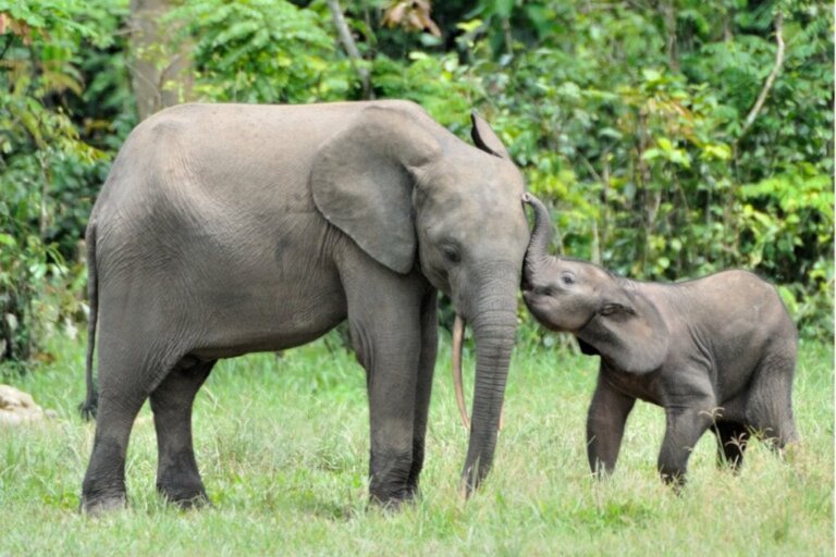 Zwangerschap en voortplanting van olifanten: enkele fascinerende feiten!