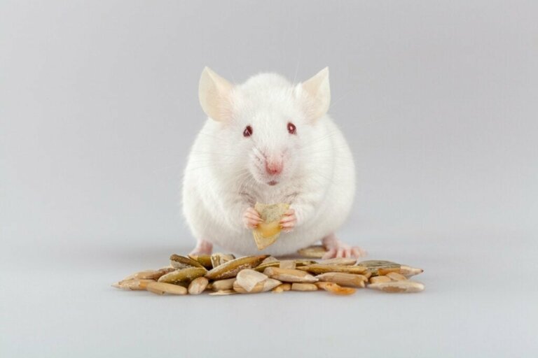 Hoe zit dat: wat eten muizen?