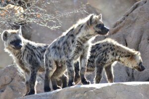 Leer meer over hoe hyena's jagen
