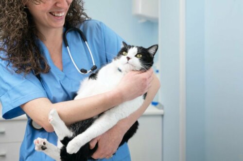 Abcessen bij katten: oorzaken, symptomen en behandeling