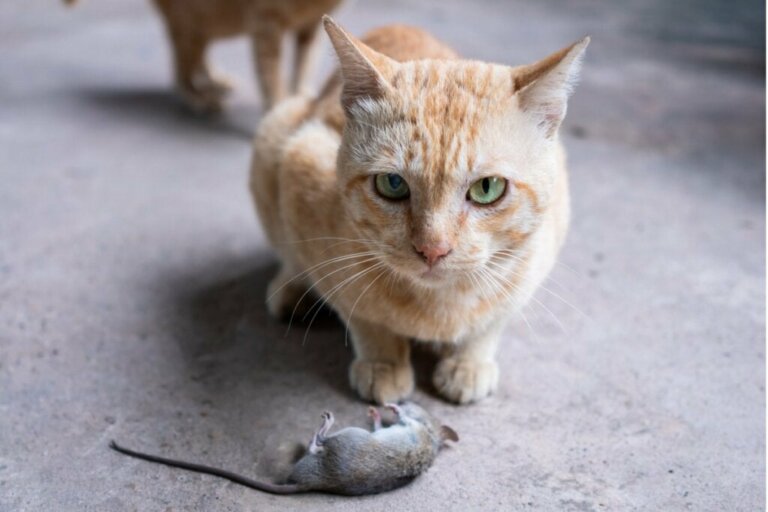 Waarom brengt je kat dode dieren naar jou toe?