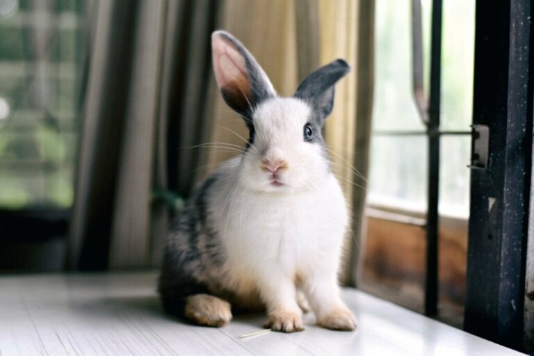 Waarom heeft mijn konijn een hangend oor?