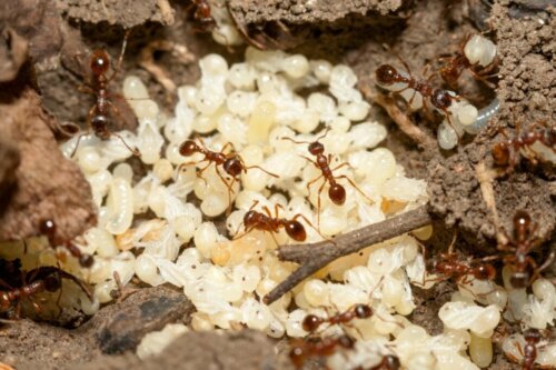 Leer hier hoe mieren geboren worden!