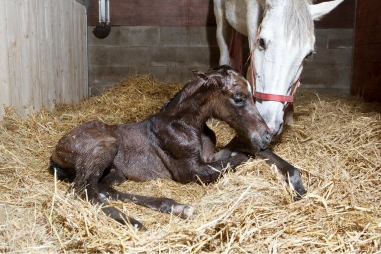 Neonatale sepsis bij paarden: symptomen en behandeling