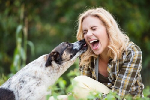 Zeven redenen waarom je hond je likt