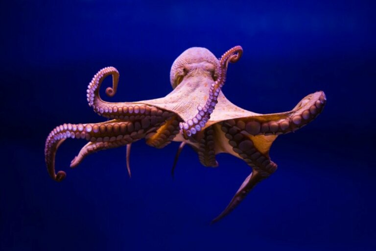 Hoe octopussen geboren worden