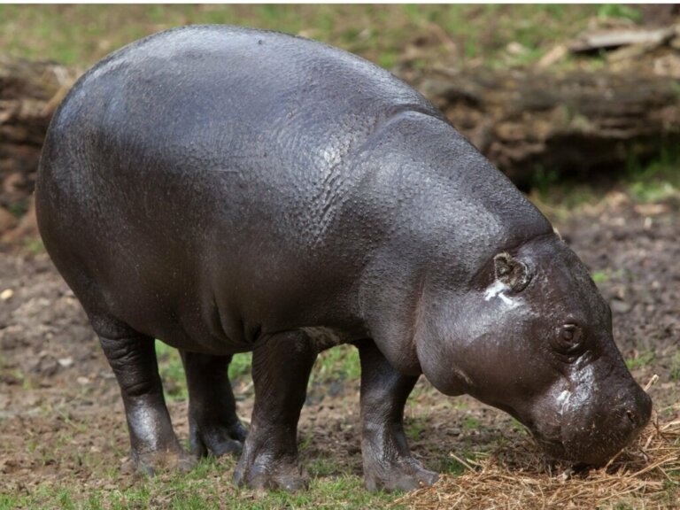 Het dwergnijlpaard: habitat en kenmerken