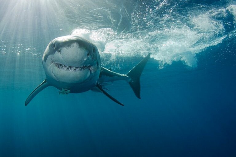 Hoe zit dat: hoe jagen haaien?