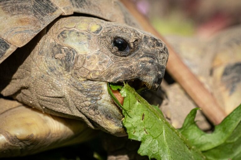 Hoe zit dat: wat eten landschildpadden?