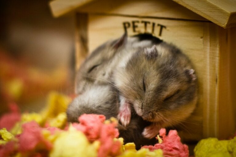 Mijn hamsters slapen zo veel! Waarom doen ze dat?
