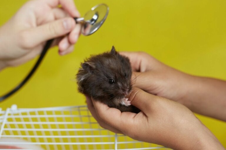 12 tekenen dat je hamster gaat sterven