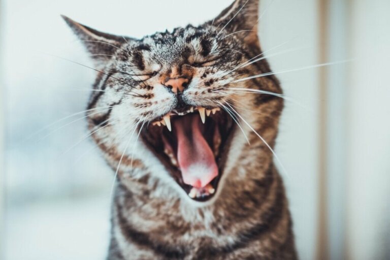 Wanneer komen de tanden van een kat door?