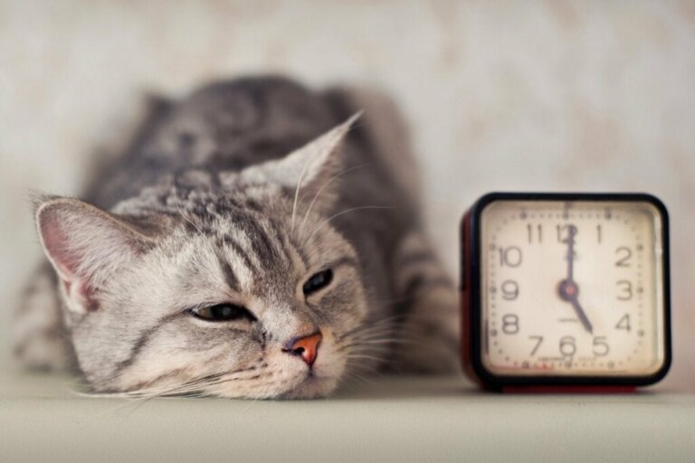 Kun je een kat trainen om 's nachts te slapen?