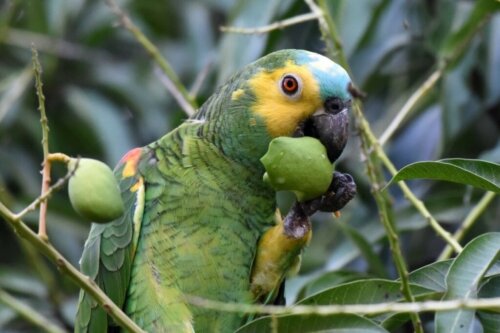 Hoe zit dat: kunnen papegaaien tomaten eten?