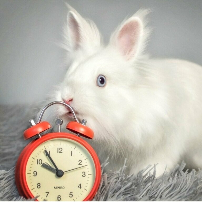 Hoe lang kan een konijn leven?
