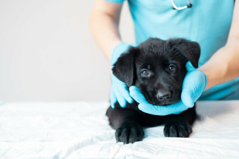 Vaccinaties voor puppy's: alles wat je moet weten