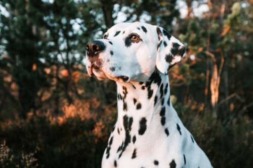 Dalmatiërs: zijn het echt brandweerhonden?