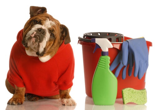 5 producten om de geur van hondenurine te elimineren op natuurlijke wijze