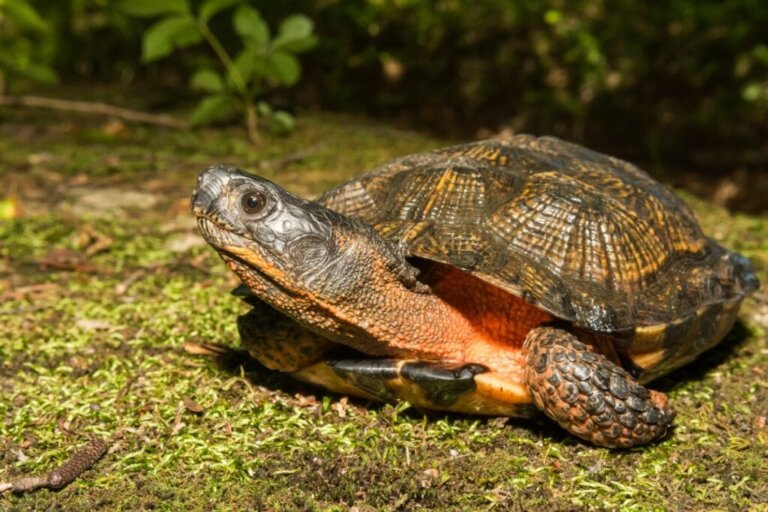 Hoe kun je zien of je schildpad een winterslaap houdt of dood is?
