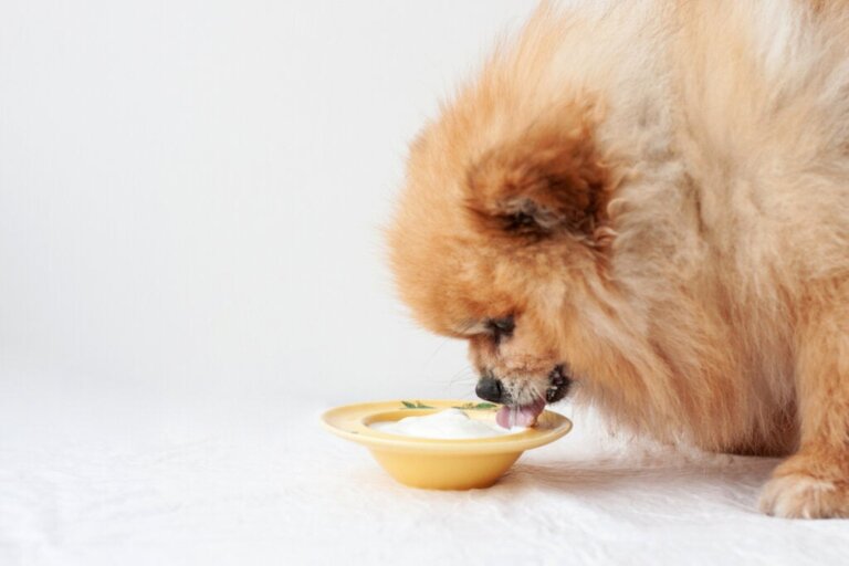 Mag je hond yoghurt eten?