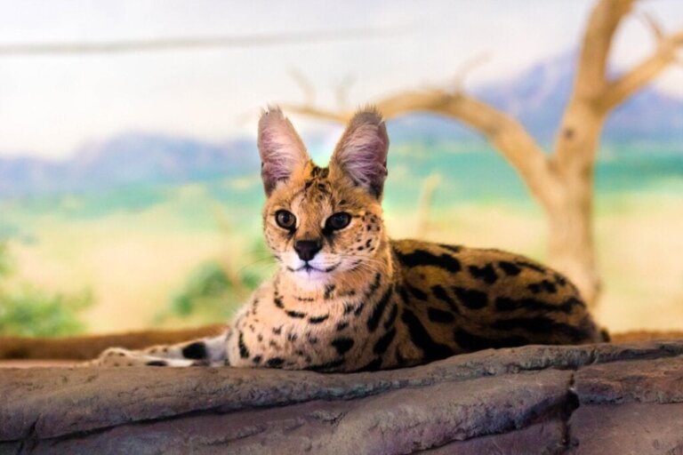 Is het mogelijk om een serval als huisdier te houden?