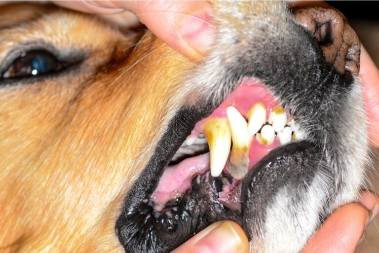 Wat zijn de oorzaken van stomatitis bij honden?
