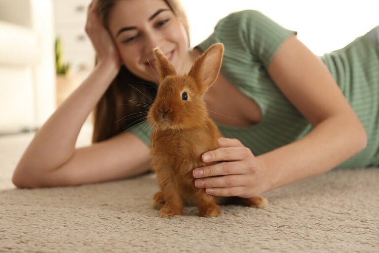 Voordelen en nadelen van het hebben van een konijn als huisdier