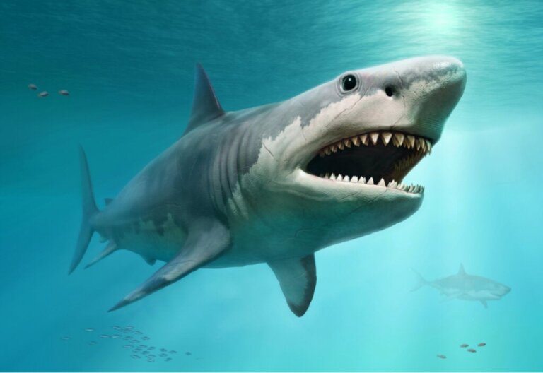 Grote witte haaien en hun invloed op het uitsterven van de megalodon