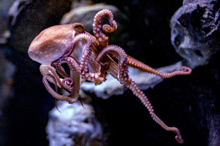 Hoe veranderen octopussen van vorm en kleur?