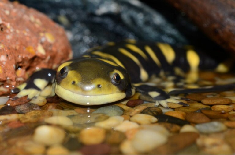 9 wetenswaardigheden over salamanders