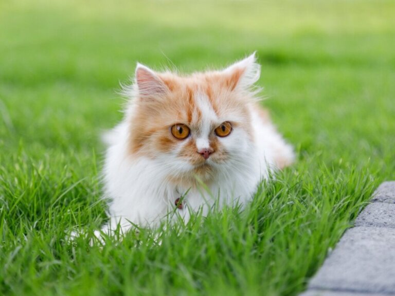 De verschillende soorten Perzische katten
