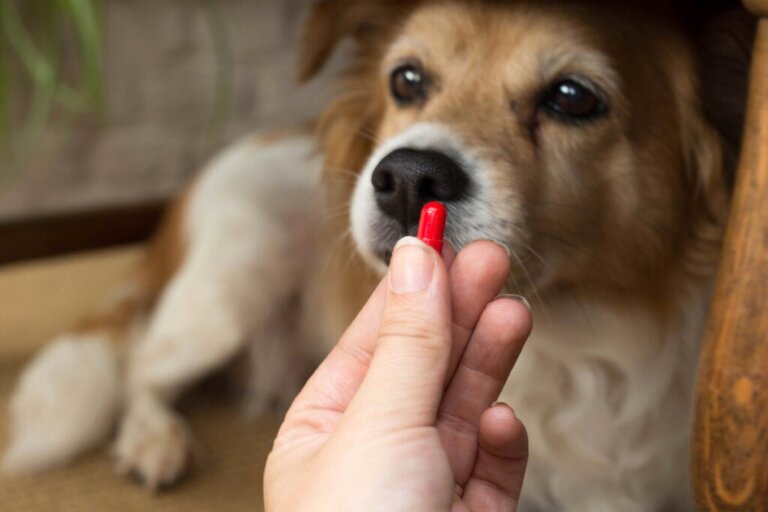 Laxeermiddelen voor honden: dosering en verzorging