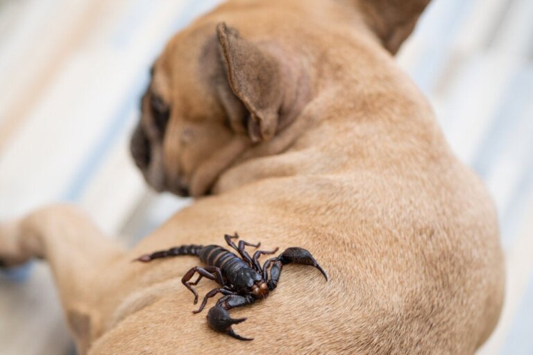 Schorpioensteken bij honden: wat moet je doen?
