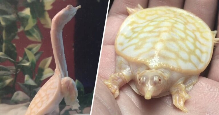 De ongelooflijk kleine baby albino-schildpad!