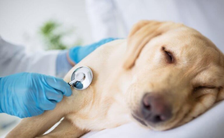 7 symptomen van een darmverstopping bij honden
