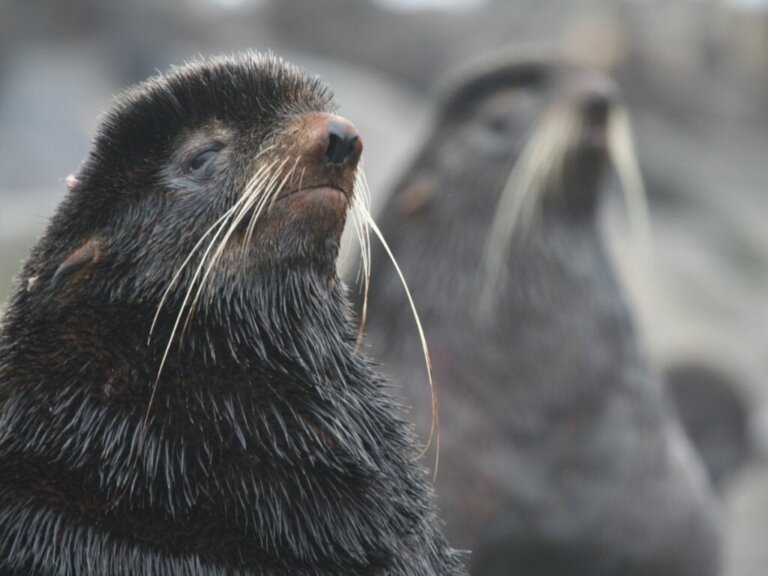 Noordelijke zeebeer: habitat en kenmerken