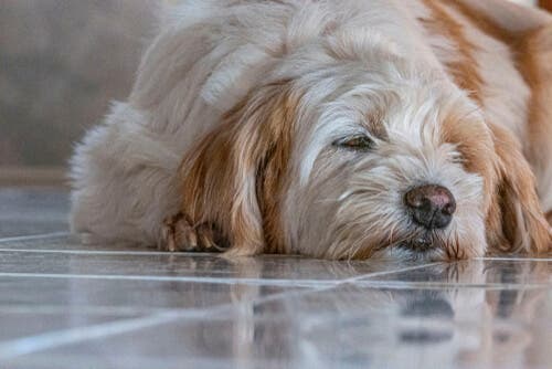 Spierspasmen bij honden: wat te doen?