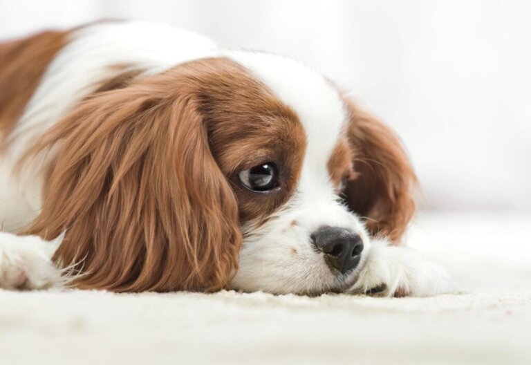 De 9 beste remedies voor constipatie bij honden en puppy's