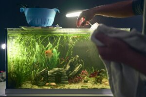 9 redenen waarom tropische vissen in een aquarium sterven