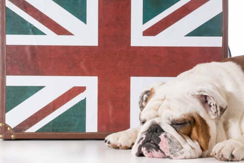 Het gedrag van de Engelse bulldog