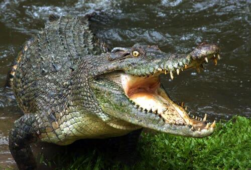 Het gevaar van door krokodillen geteisterde wateren