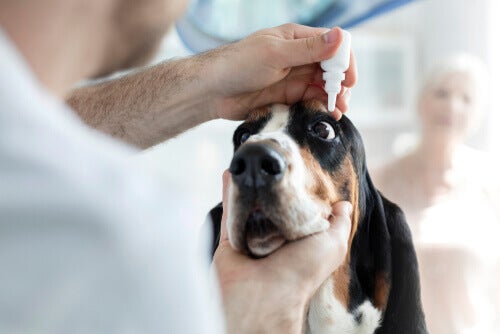 Hoornvlieszweren bij honden - Tips en behandelingen