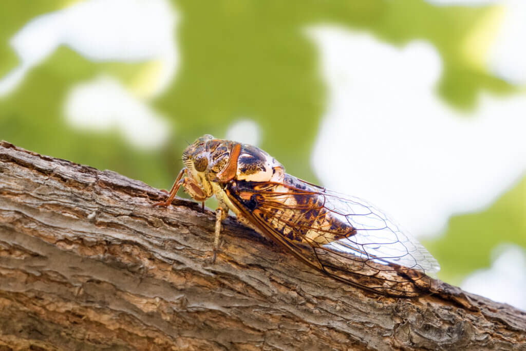 Waarom zingen cicaden in de zomer?