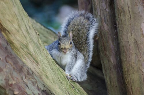 Soorten eekhoorns en hun kenmerken