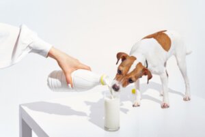 Moeten honden melk drinken?