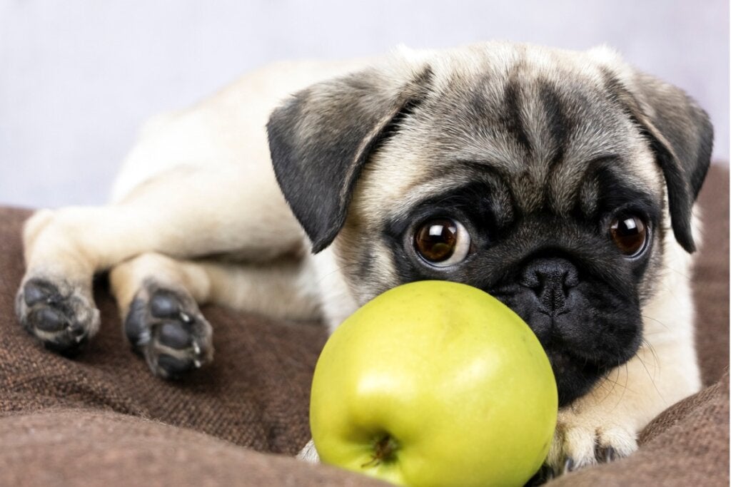 Mogen honden appels eten?